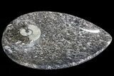 Tear Drop Shaped Fossil Goniatite Dish #73972-2